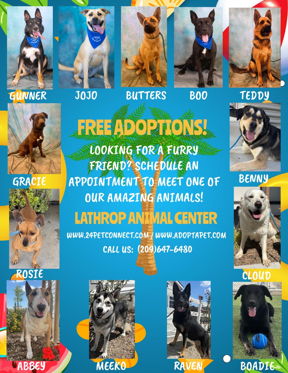 Flyer of various dogs available for adoption at the Lathrop Animal Center, a mix of sheppards, chihuahuas, and huskies.