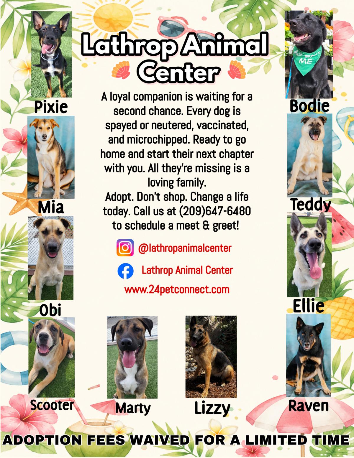 Lathrop Animal Center Summer Adoptable Dogs Flyer Lathrop Animal Center Summer Adoptable Dogs Flyer