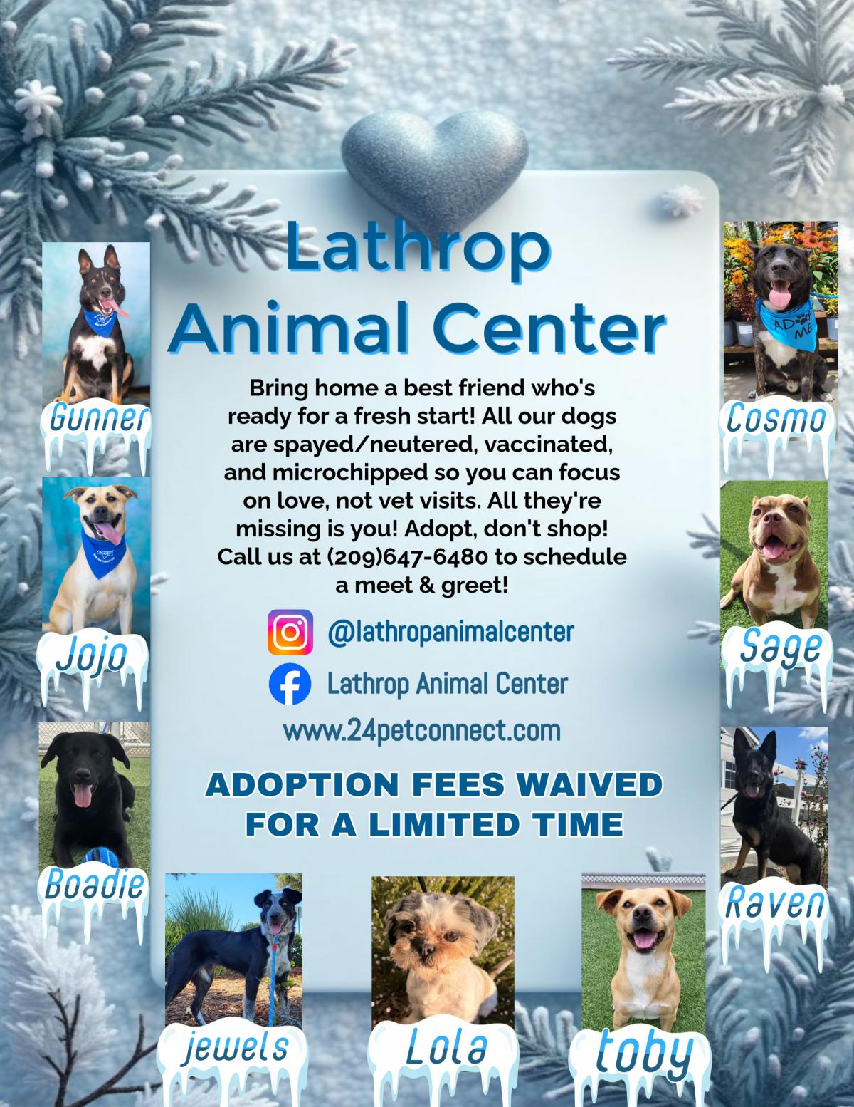 Winter themed Animal Center flyer with all available adoptable animals listed. Mix of shepherds, pitbulls, labradors, etc