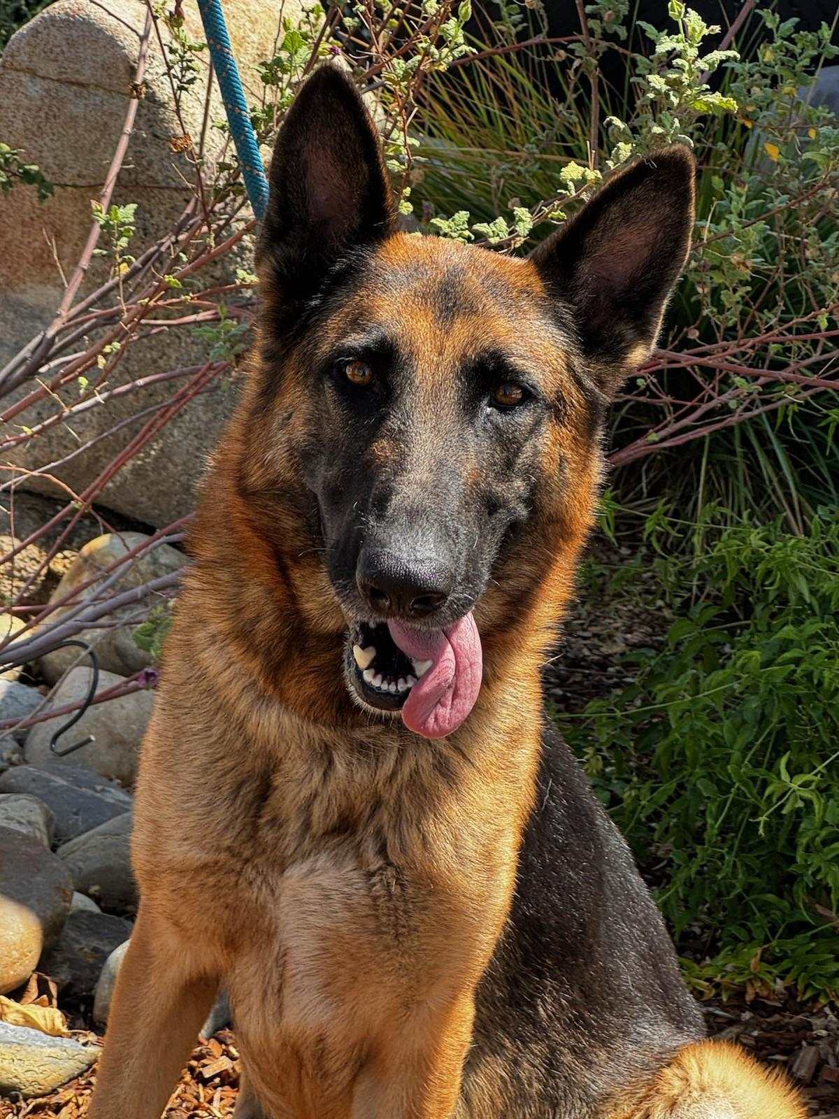 Pet of the Week - Lizzy Pet of the Week - Lizzy