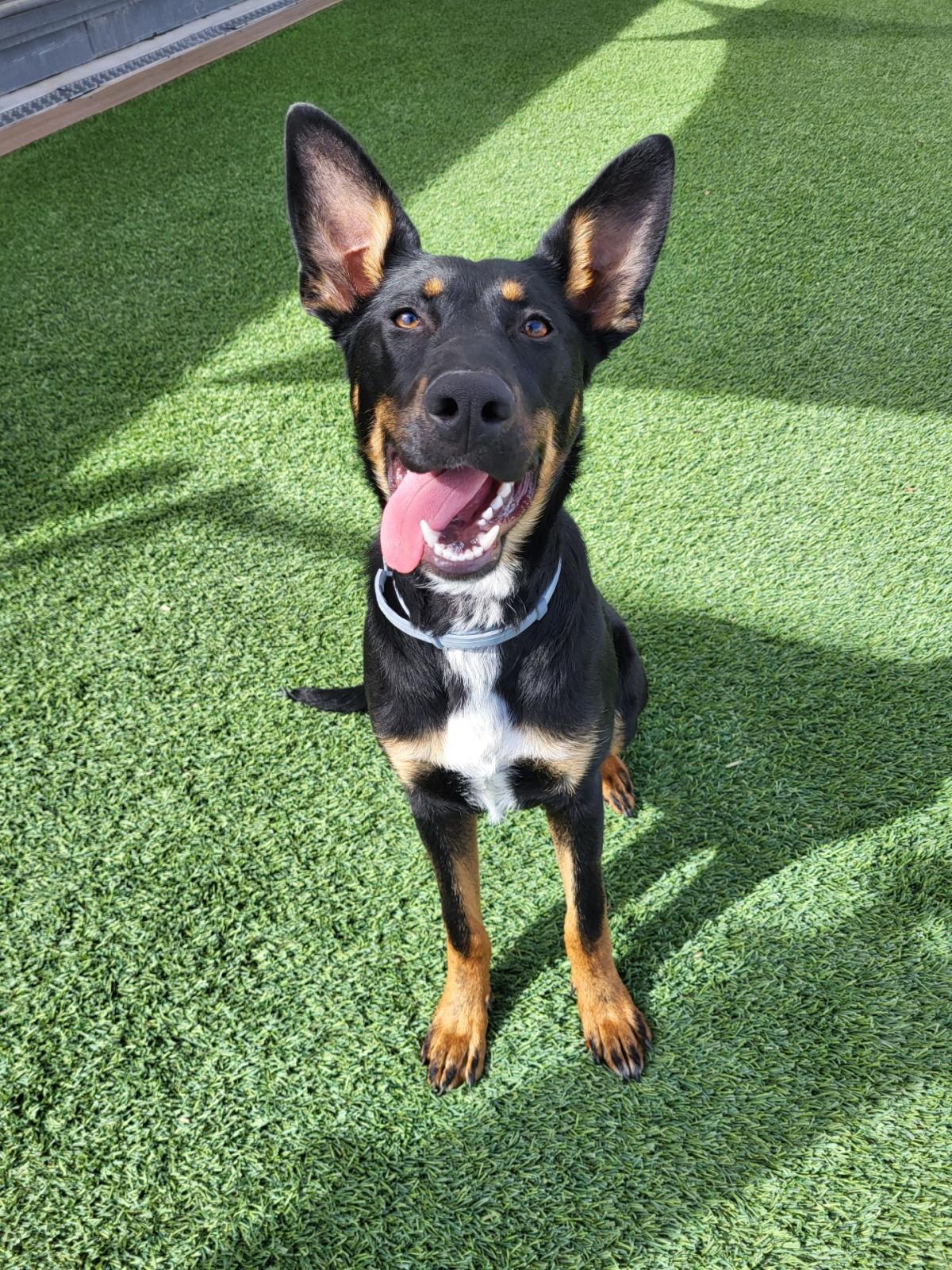 Pet of the Week - Pixie Pet of the Week - Pixie