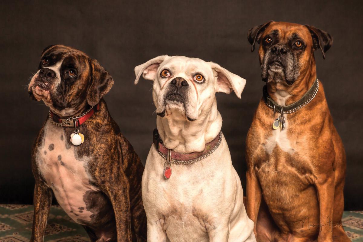 Three Boxers sitting with collars and tags on 