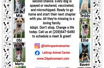 Black and White Lathrop Animal Center Adoptable Dogs Flyer