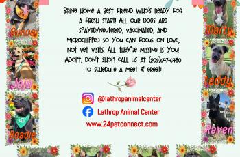 Lathrop Animal Center Spring Adoptable Dogs Flyer