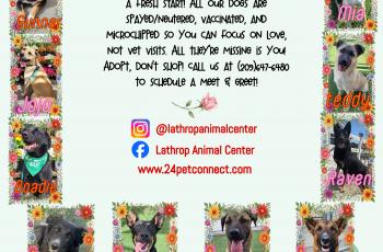 Lathrop Animal Center Spring Adoptable Dogs Flyer