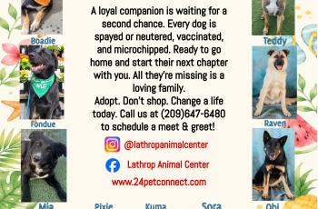 Lathrop Animal Center Summer Adoptable Dogs Flyer