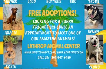 Flyer of various dogs available for adoption at the Lathrop Animal Center, a mix of sheppards, chihuahuas, and huskies.