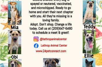 Lathrop Animal Center Summer Adoptable Dogs Flyer