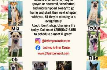 Lathrop Animal Center Summer Adoptable Dogs Flyer