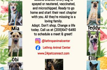Lathrop Animal Center Summer Adoptable Dogs Flyer