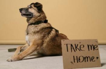 German Shepherd laying down with take me home sign around neck