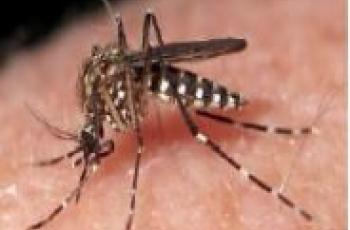 Photo of mosquito on skin.